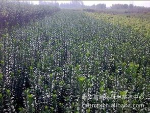 圆柱形冬青 园林绿化的优选苗木与供应要点