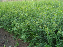 沭阳华泰苗木场精品灌木产品名录