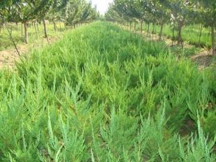 优质龙柏苗木_农副产品_世界工厂网