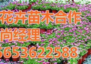 宿根花卉在园林绿化中的卓越表现——芳青花卉苗展示卓越技术