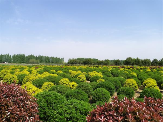 绿染朱湖乡村兴 苗木葱茏产销两旺的春天故事