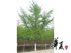 供应银杏苗木 沭阳县锐晗苗圃场，立足原潼西苗木基地