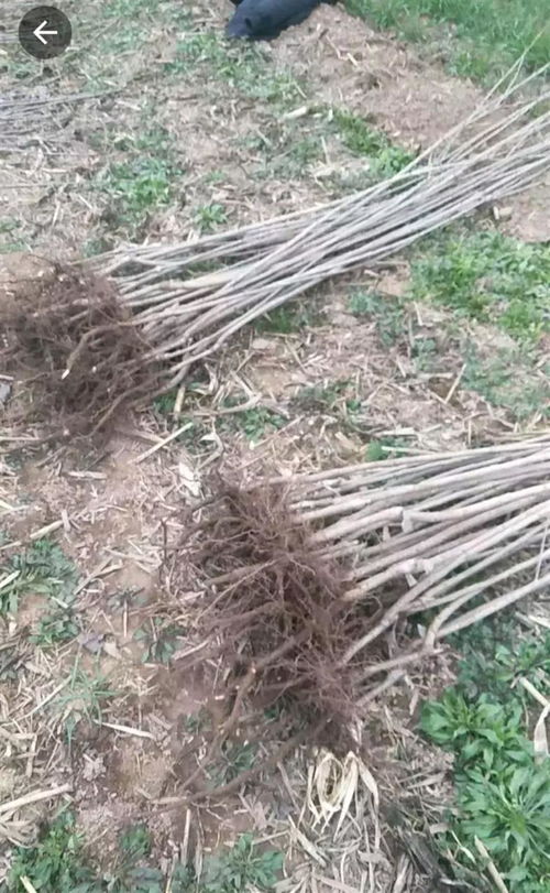 安徽红灯樱桃苗报价与车厘子大樱桃苗 品质保证，投资优选