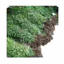 玉林市农产品苗木场 绿色产业的坚实基石