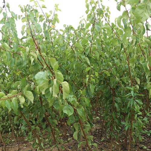 安徽凯特杏树苗 优质杏子苗，品质与价格的双重保障