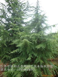 沭阳县蓝翔园艺花木场 专业绿化苗木供应商产品概览