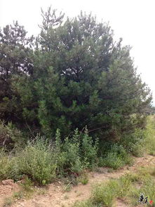 绿意盎然，品质卓越 山西省平陆县洪池民营林场精品苗木展示