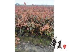 金华寿溪利园苗木场 专业供应红叶石楠大杯苗，打造高品质园林景观