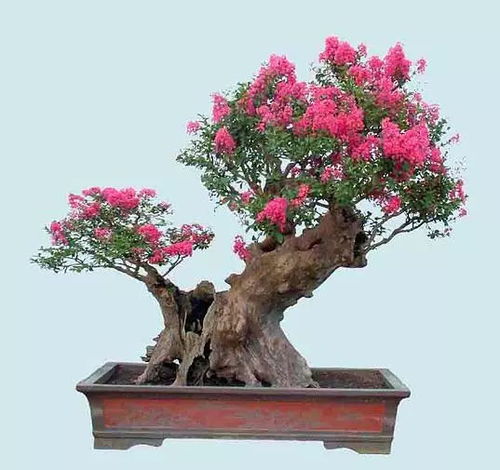 咫尺天地见匠心 盆景花卉的常见矮化手法与技术解析